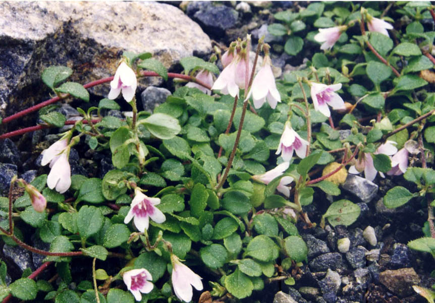 Linnaea borealis en fleurs dans les forêts de conifères des Alpes